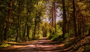 Preview wallpaper road, trees, alley, forest