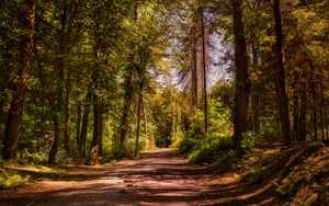 Preview wallpaper road, trees, alley, forest