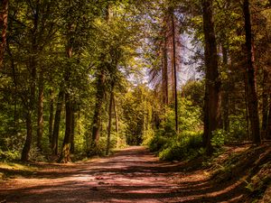 Preview wallpaper road, trees, alley, forest