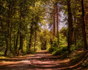 Preview wallpaper road, trees, alley, forest