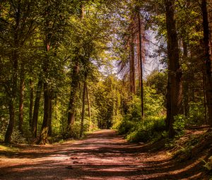 Preview wallpaper road, trees, alley, forest