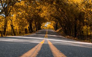 Preview wallpaper road, trees, asphalt, marking, stripes