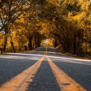 Preview wallpaper road, trees, asphalt, marking, stripes