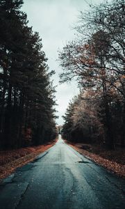 Preview wallpaper road, trees, autumn, asphalt, foliage