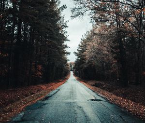 Preview wallpaper road, trees, autumn, asphalt, foliage