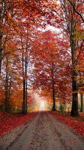 Preview wallpaper road, trees, autumn, foliage, fallen