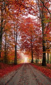 Preview wallpaper road, trees, autumn, foliage, fallen