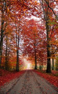 Preview wallpaper road, trees, autumn, foliage, fallen