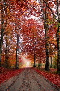 Preview wallpaper road, trees, autumn, foliage, fallen