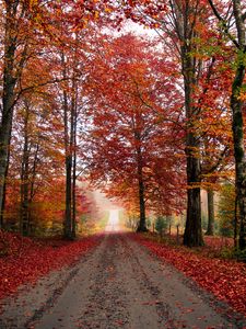 Preview wallpaper road, trees, autumn, foliage, fallen