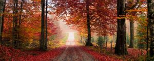 Preview wallpaper road, trees, autumn, foliage, fallen