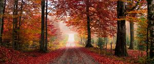 Preview wallpaper road, trees, autumn, foliage, fallen