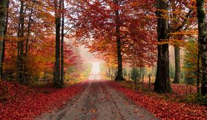 Preview wallpaper road, trees, autumn, foliage, fallen