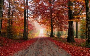 Preview wallpaper road, trees, autumn, foliage, fallen