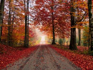 Preview wallpaper road, trees, autumn, foliage, fallen
