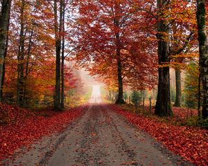 Preview wallpaper road, trees, autumn, foliage, fallen