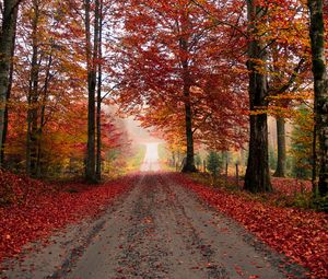 Preview wallpaper road, trees, autumn, foliage, fallen