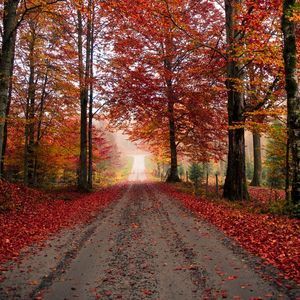 Preview wallpaper road, trees, autumn, foliage, fallen