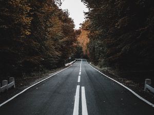 Preview wallpaper road, trees, autumn, asphalt, marking