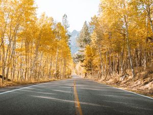 Preview wallpaper road, trees, autumn, asphalt, landscape