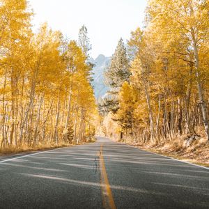 Preview wallpaper road, trees, autumn, asphalt, landscape