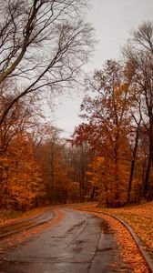 Preview wallpaper road, trees, autumn, nature