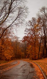 Preview wallpaper road, trees, autumn, nature