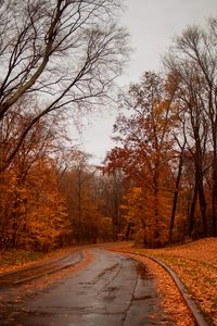 Preview wallpaper road, trees, autumn, nature