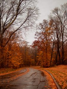 Preview wallpaper road, trees, autumn, nature