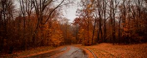 Preview wallpaper road, trees, autumn, nature