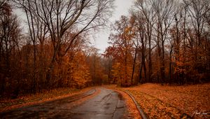 Preview wallpaper road, trees, autumn, nature
