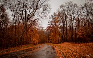 Preview wallpaper road, trees, autumn, nature