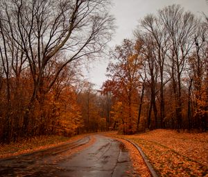 Preview wallpaper road, trees, autumn, nature