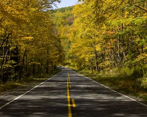 Preview wallpaper road, trees, autumn, alley