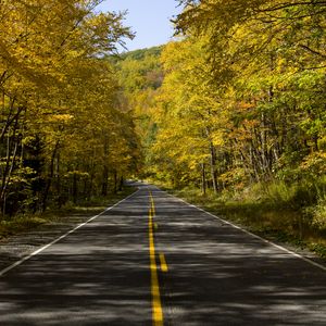 Preview wallpaper road, trees, autumn, alley