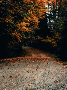 Preview wallpaper road, trees, autumn, fallen leaves