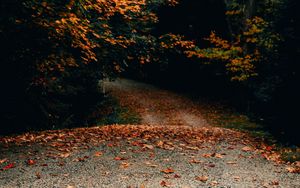 Preview wallpaper road, trees, autumn, fallen leaves