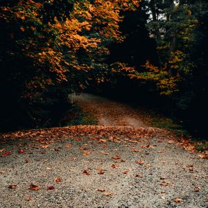 Preview wallpaper road, trees, autumn, fallen leaves