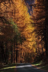 Preview wallpaper road, trees, autumn, sunlight, shadows