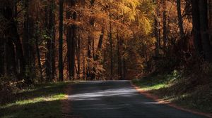 Preview wallpaper road, trees, autumn, sunlight, shadows
