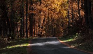 Preview wallpaper road, trees, autumn, sunlight, shadows