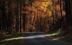 Preview wallpaper road, trees, autumn, sunlight, shadows