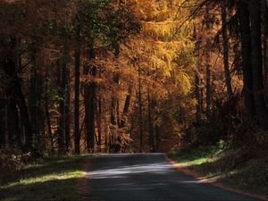 Preview wallpaper road, trees, autumn, sunlight, shadows