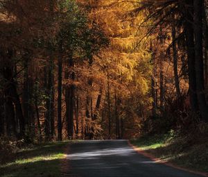 Preview wallpaper road, trees, autumn, sunlight, shadows