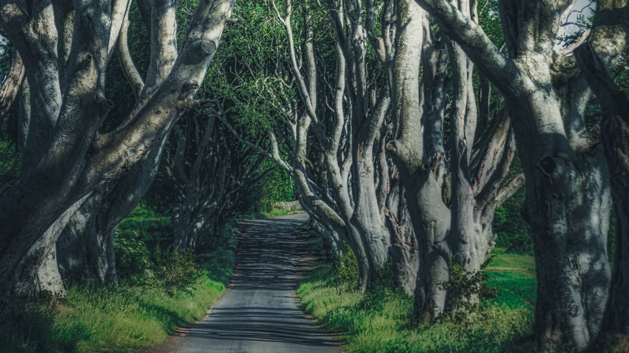 Wallpaper road, trees, branches