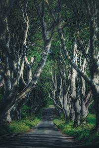 Preview wallpaper road, trees, branches