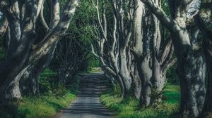 Preview wallpaper road, trees, branches