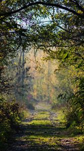 Preview wallpaper road, trees, branches, forest, bushes