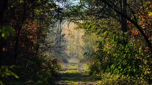 Preview wallpaper road, trees, branches, forest, bushes