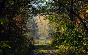 Preview wallpaper road, trees, branches, forest, bushes